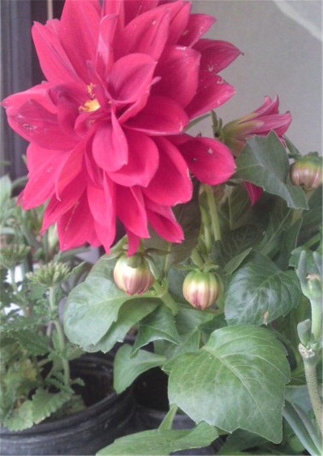 dalia