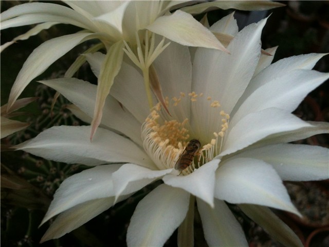 echinopsis