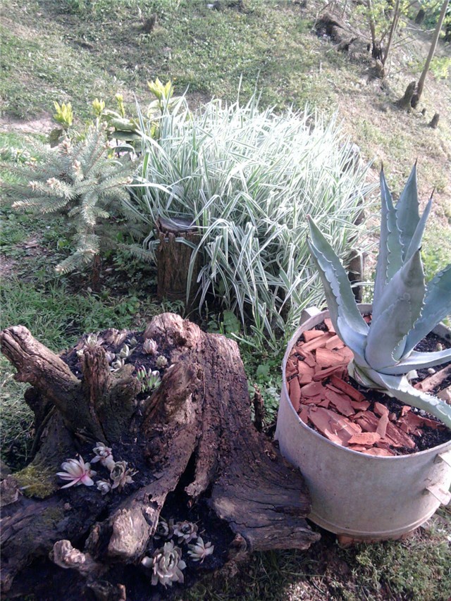 agava