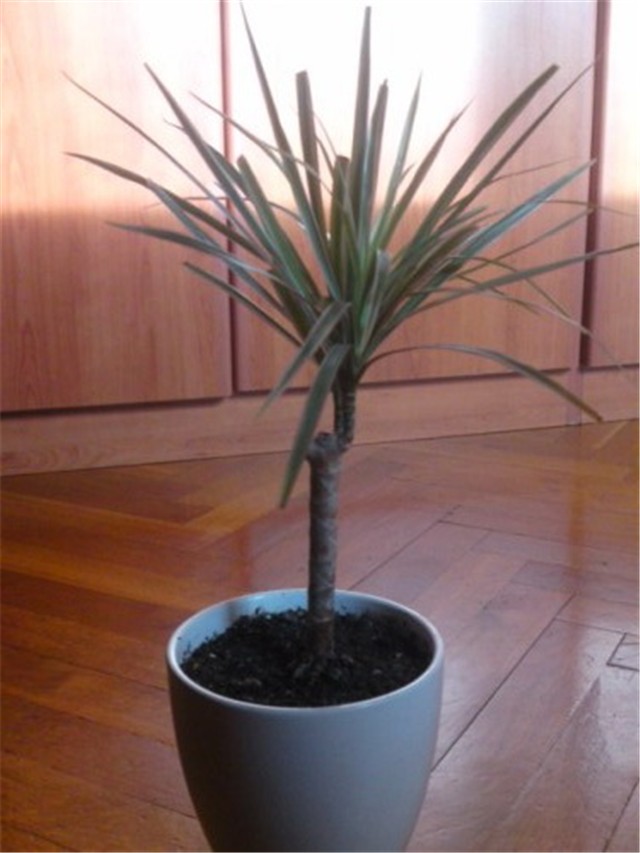 dracena