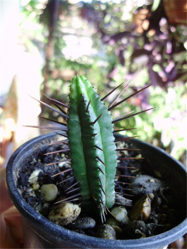 kaktus