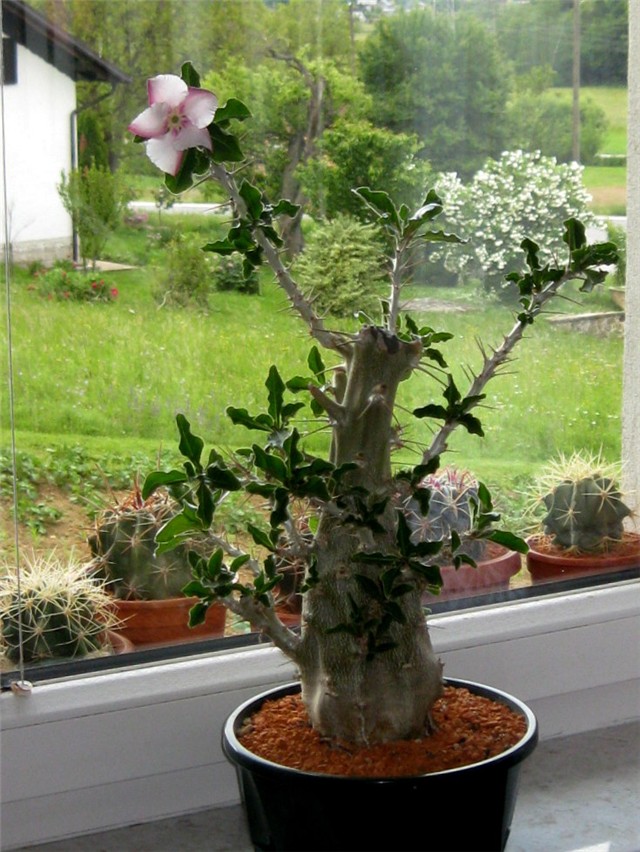 Pachypodium 