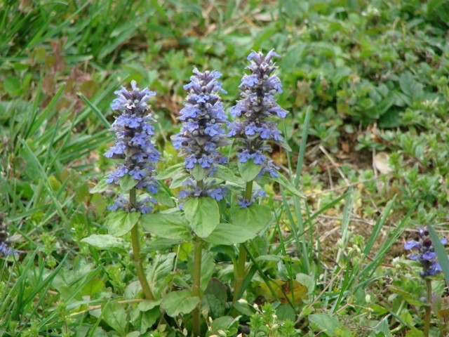ajuga