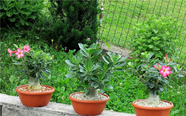 Adenium arabicum