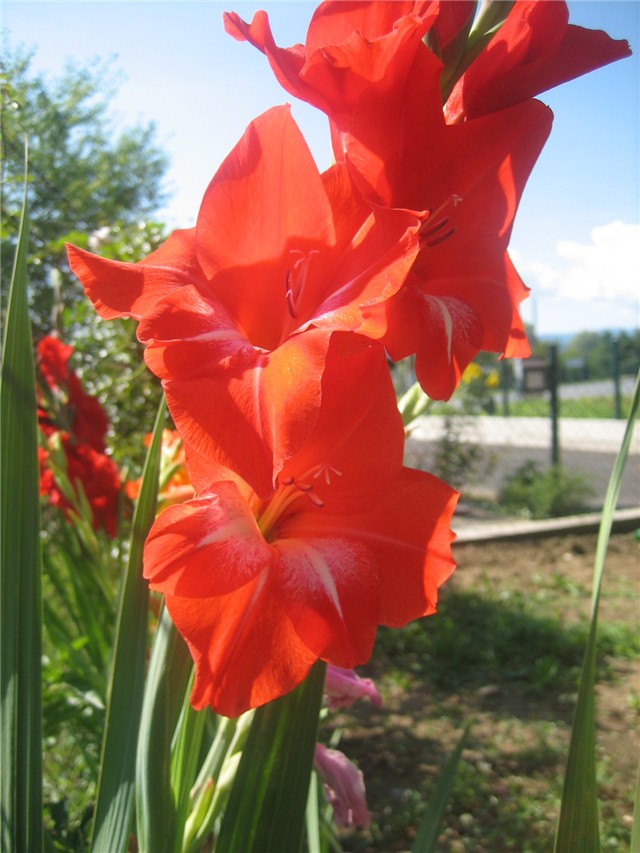 Gladiola