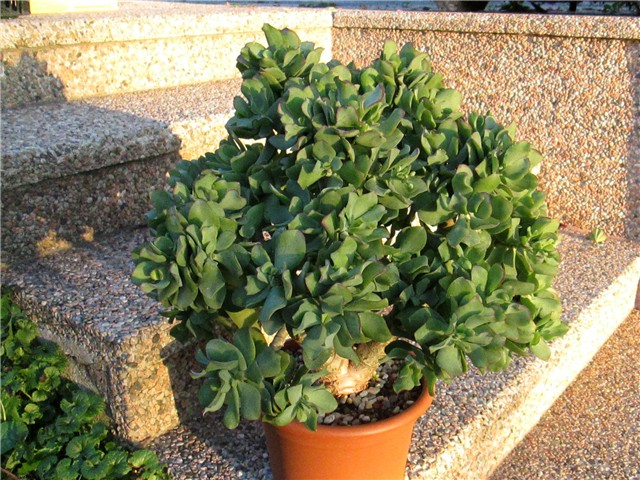 crassula arborescens undulatifolia (I)