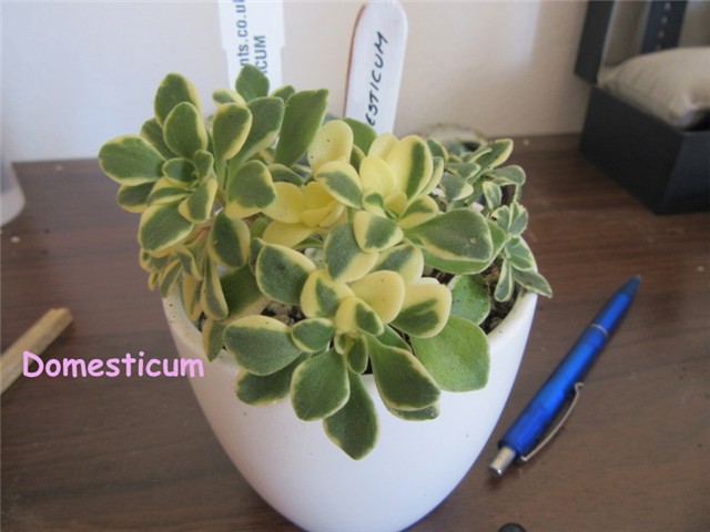 aeonium6