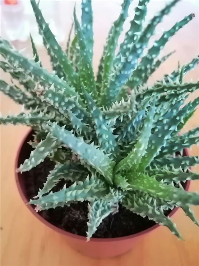 Aloe humilis