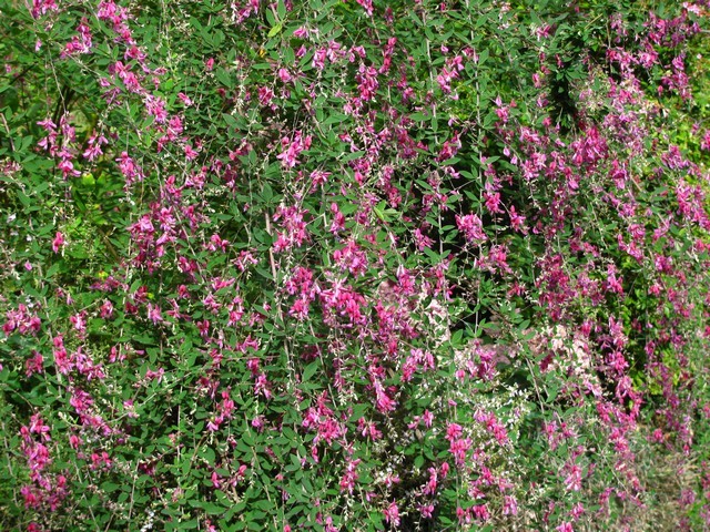 Lespedeza  thunbergii