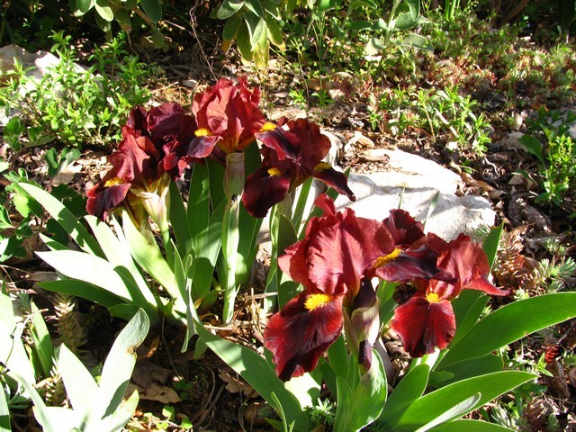 Iris barbata nana 