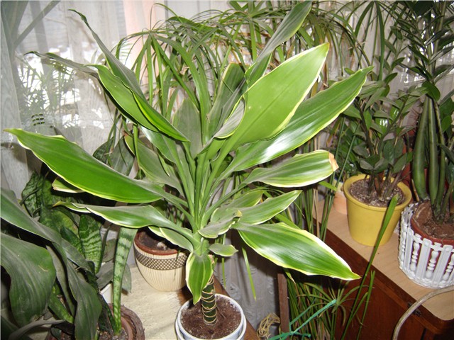 dracena