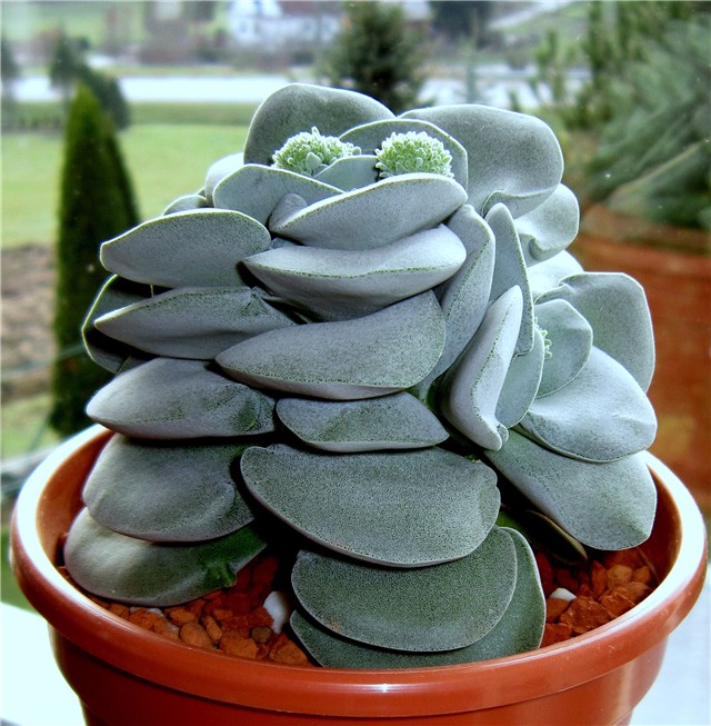 Crassula Morgan's Beauty 