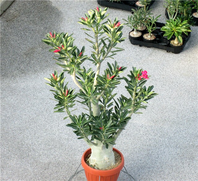 Adenium obesum