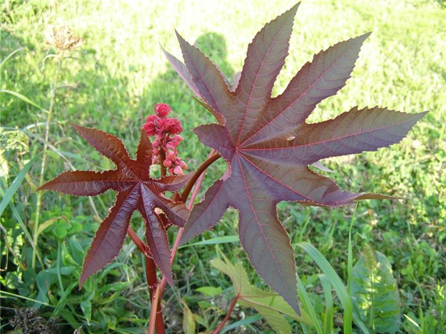 Ricinus