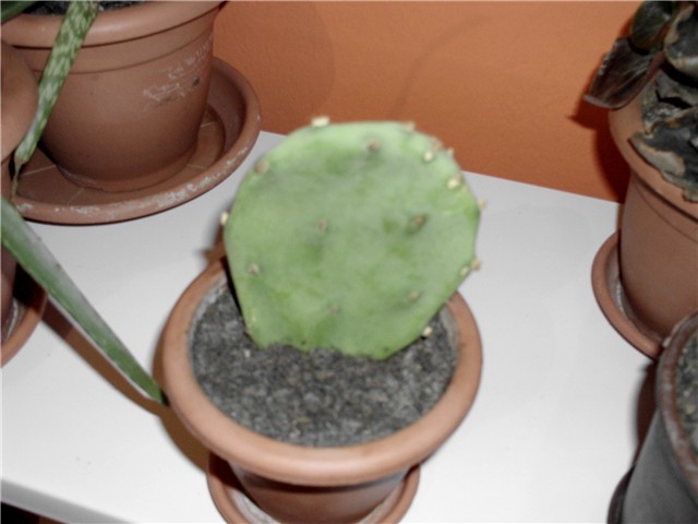 kaktus5