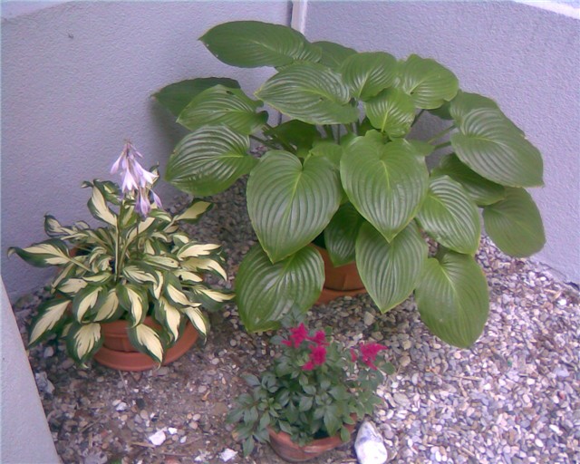 Hosta