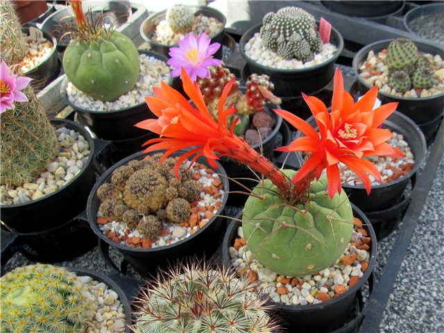 matucana madisoniorum