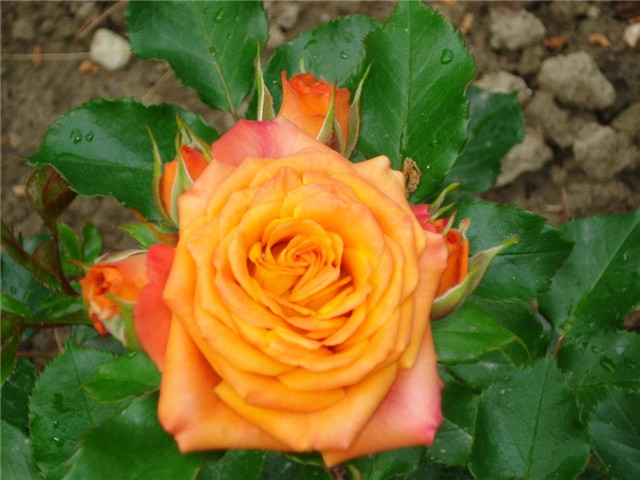 babe%20-floribunda