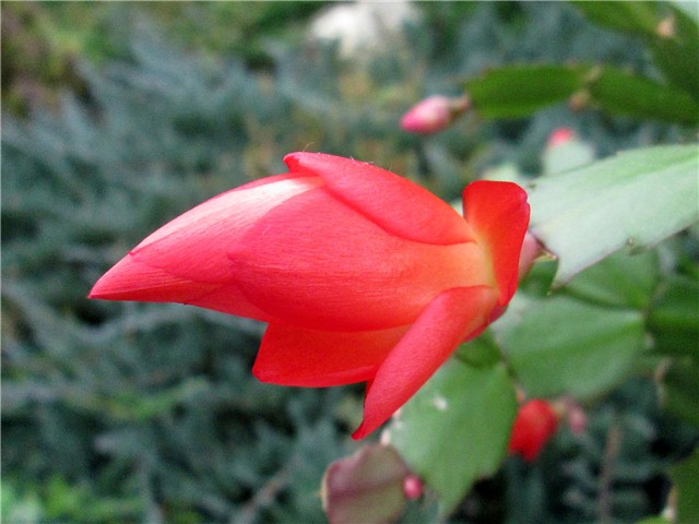 Schlumbergera