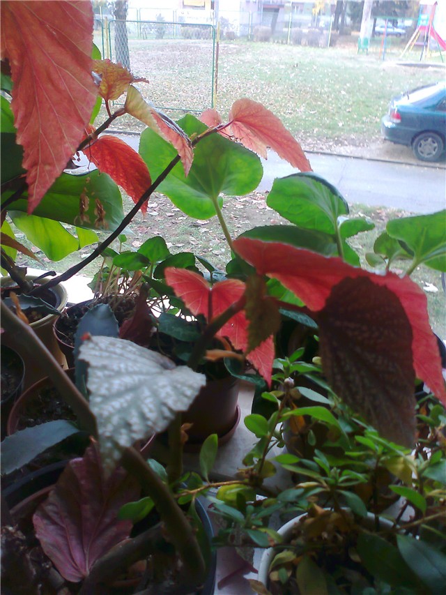 begonia1
