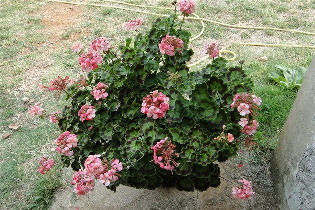 pelargonija