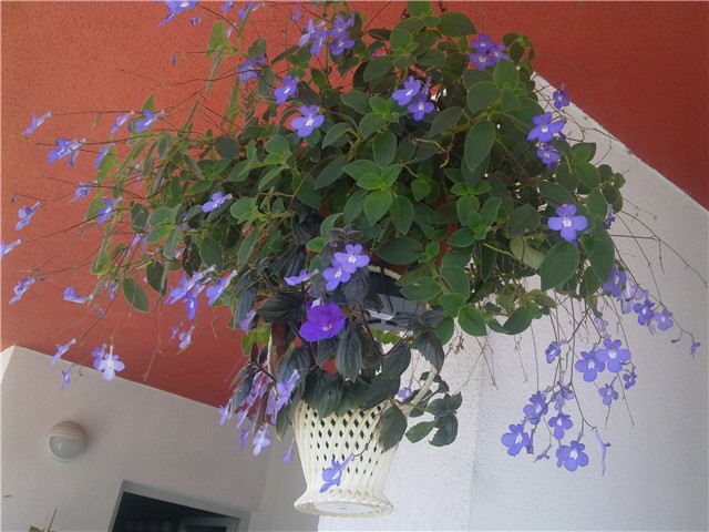 Streptocarpus saxorum