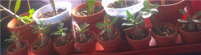 adenium 