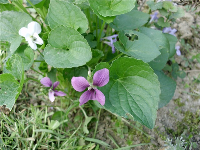 roza ljubičica
