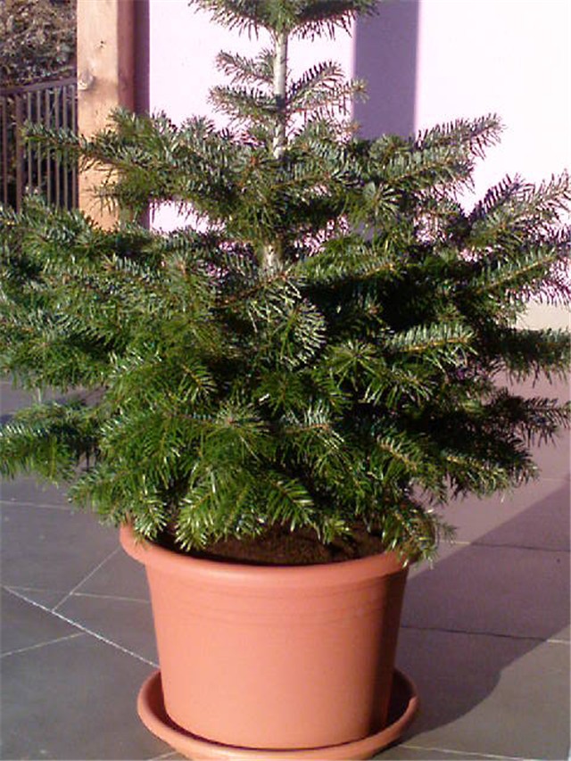 Kavkaska jela (Abies nordmanniana)