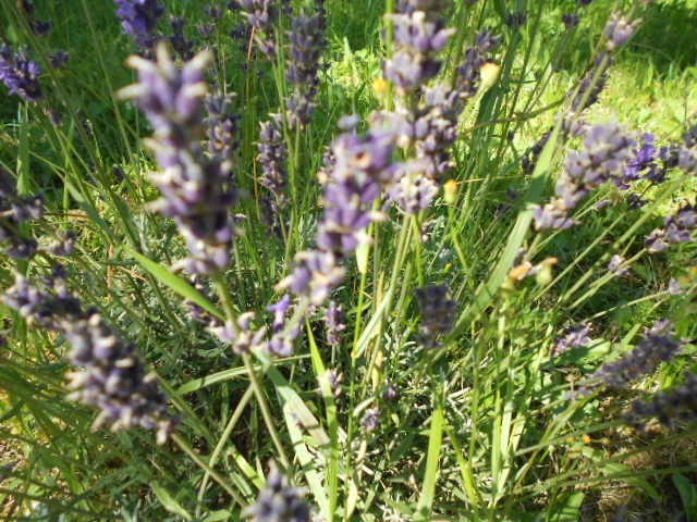 lavanda nepoznata