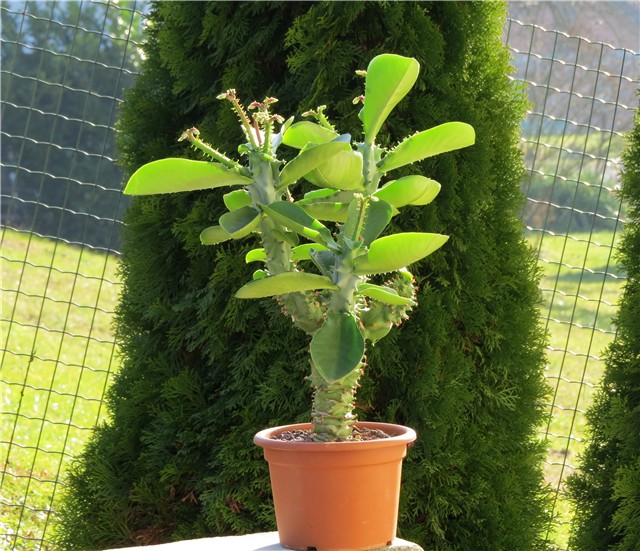 Monadenium magnificum