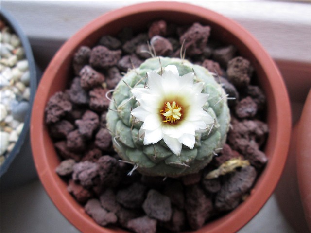 Strombocactus disciformis  