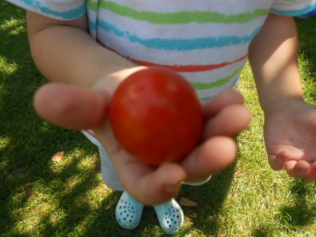 rajčica cherry