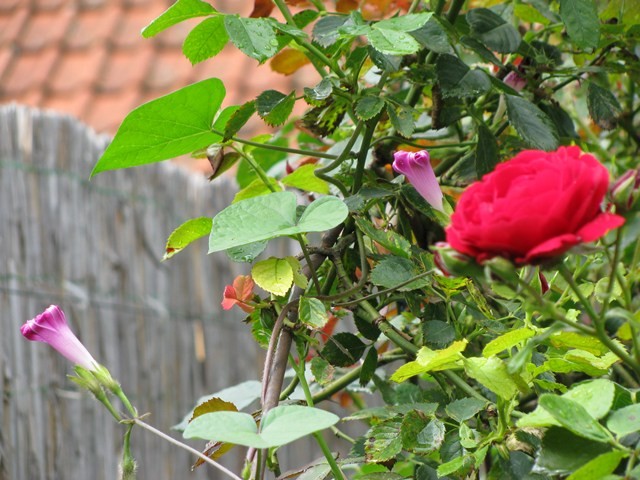 ruže u mom vrtu