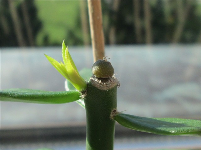 pereskia
