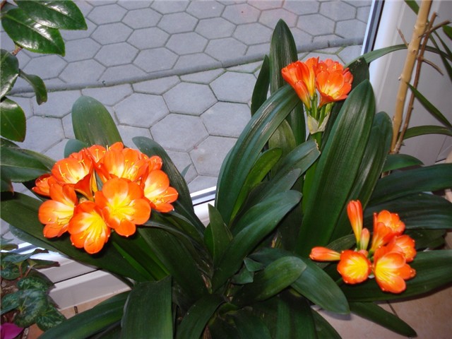 clivia