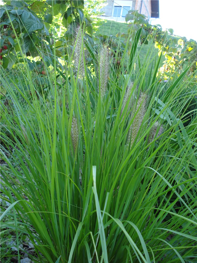 Pennisetum