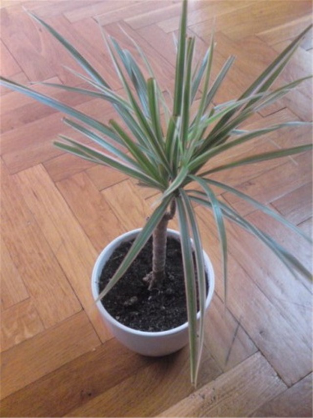 dracena