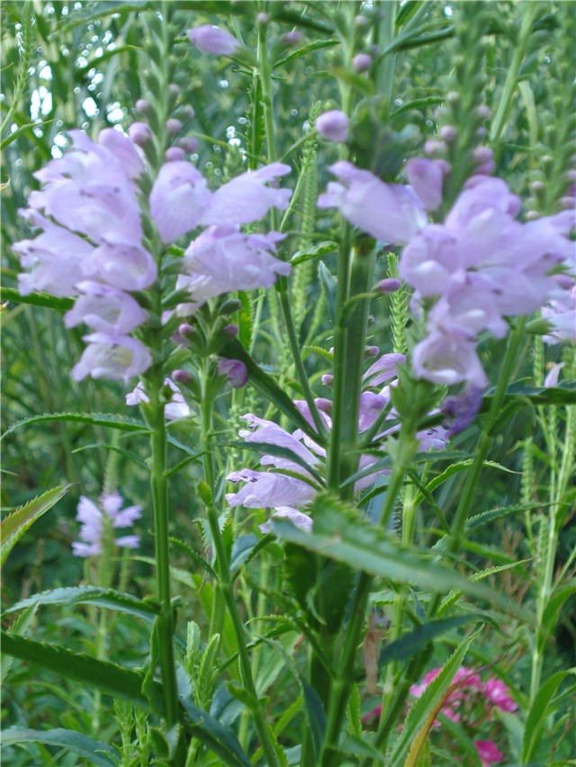 Physostegia virginiana