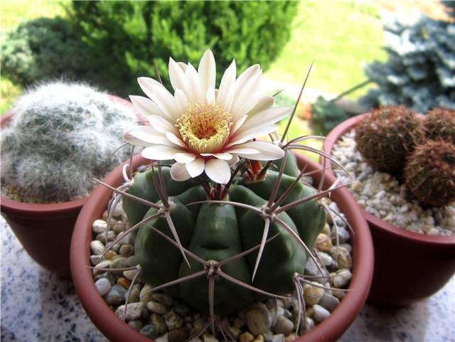 Gymnocalycium intertextum