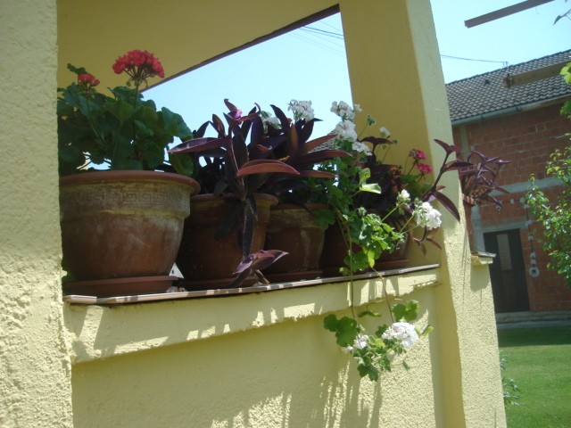 moj vrt
