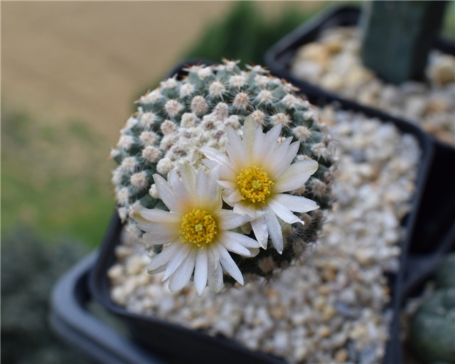 pediocactus knowltonii