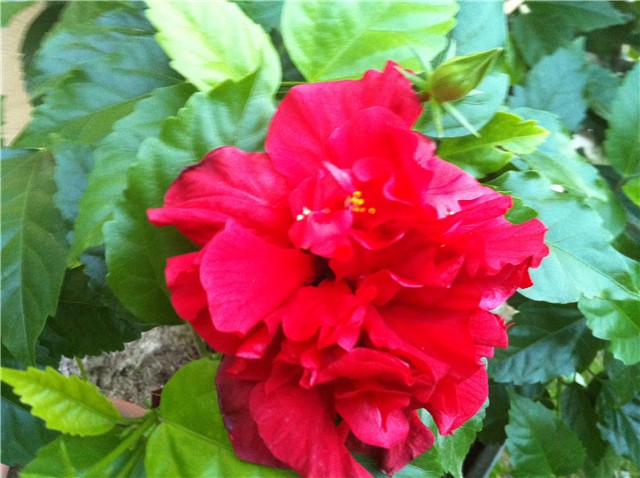 hibiskus