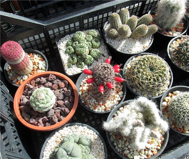 mammillaria alamensis sheldonii