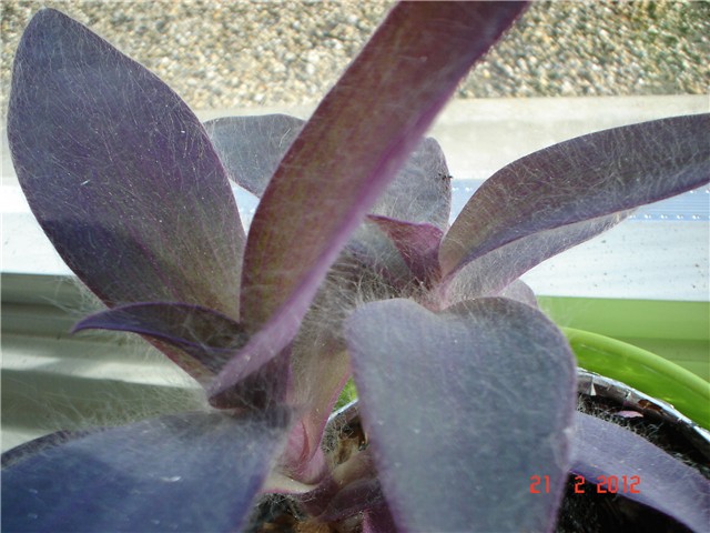 tradescantia
