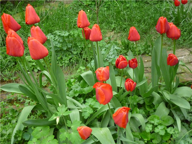 tulipani