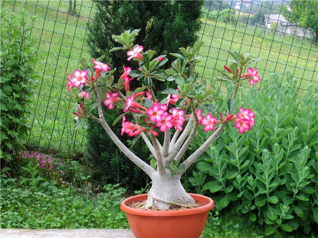 Adenium arabicum