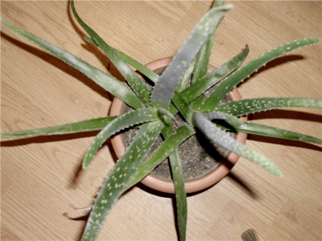 aloe barbadensis