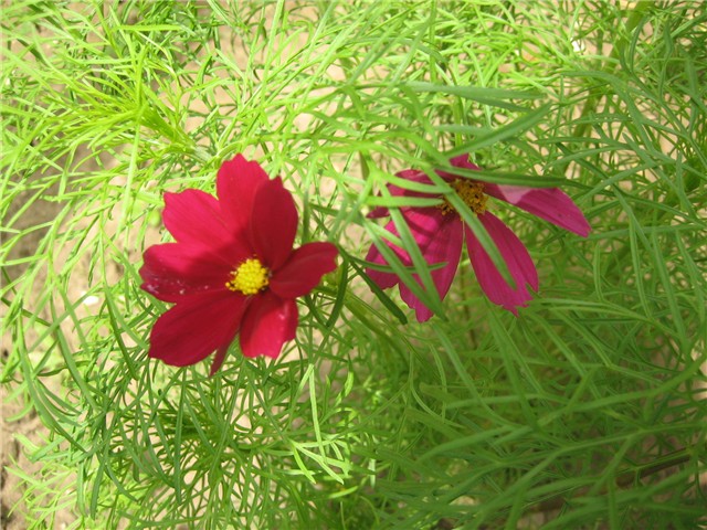 Uresnica (Cosmos)