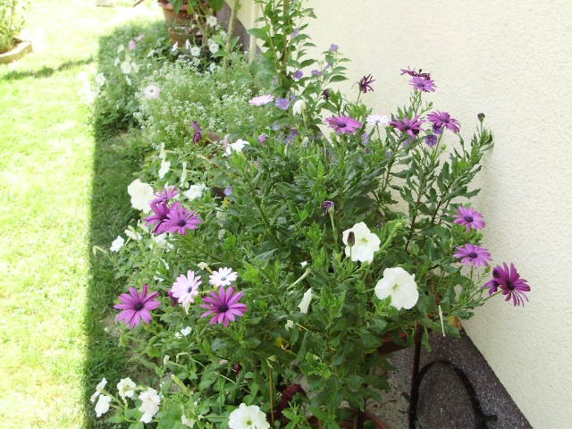 osteospermum